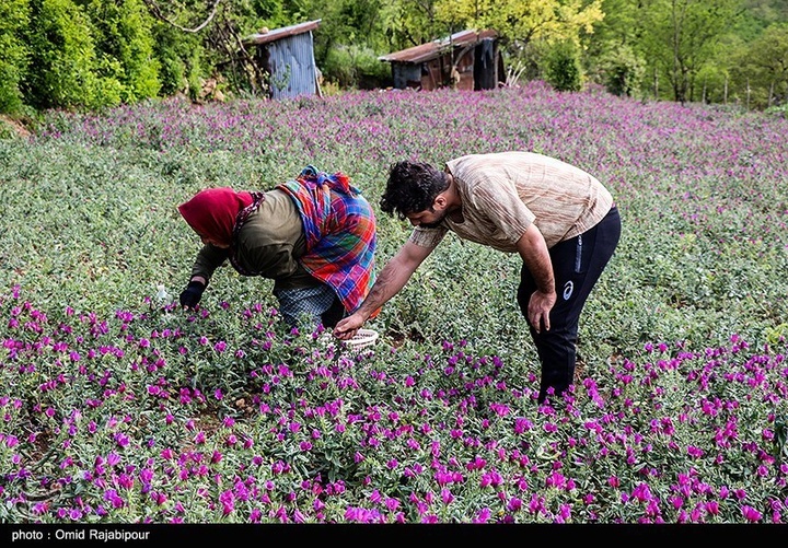 اشکور پایتخت گل گاو زبان ایران