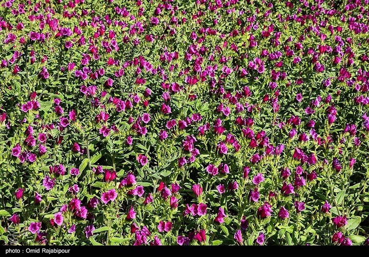 اشکور پایتخت گل گاو زبان ایران