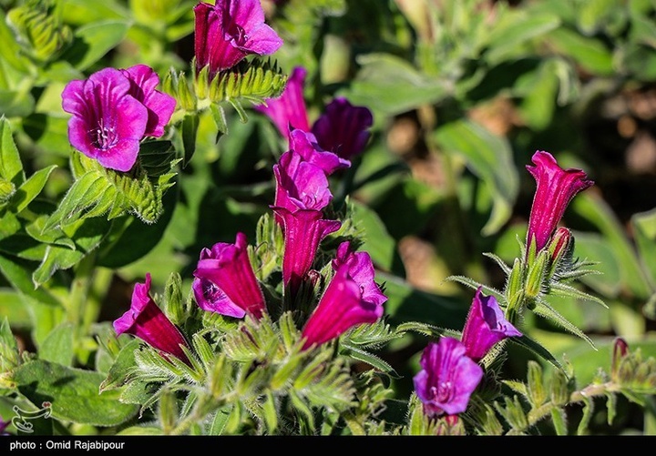 اشکور پایتخت گل گاو زبان ایران