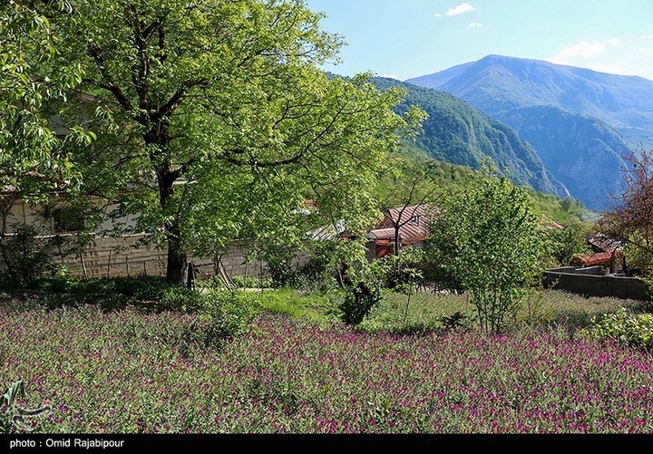 اشکور پایتخت گل گاو زبان ایران