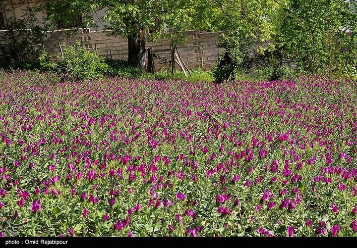 اشکور پایتخت گل گاو زبان ایران