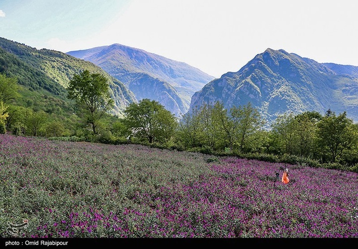 اشکور پایتخت گل گاو زبان ایران