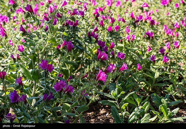 اشکور پایتخت گل گاو زبان ایران