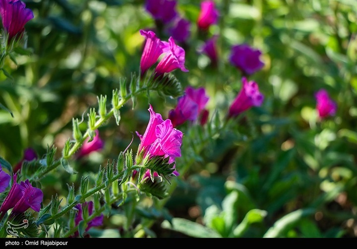 اشکور پایتخت گل گاو زبان ایران