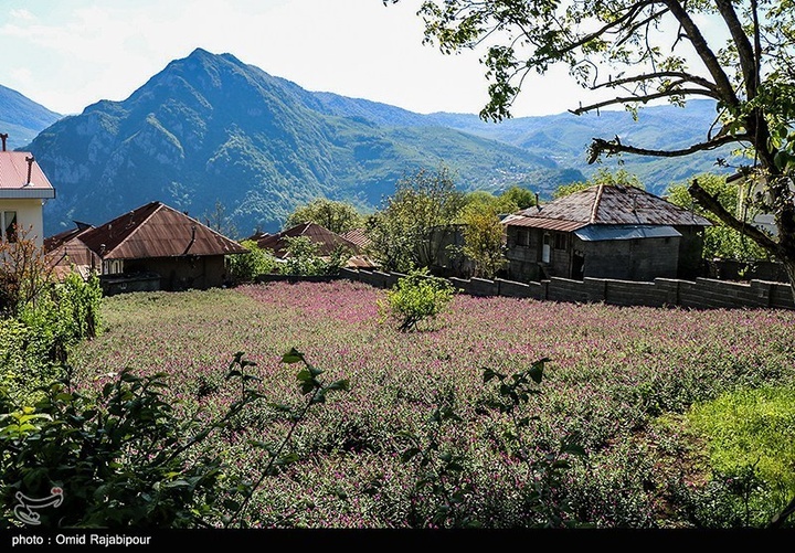 اشکور پایتخت گل گاو زبان ایران