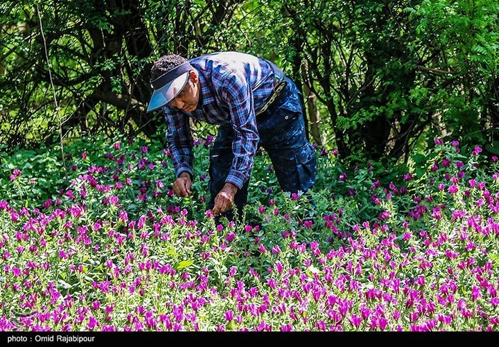 اشکور پایتخت گل گاو زبان ایران