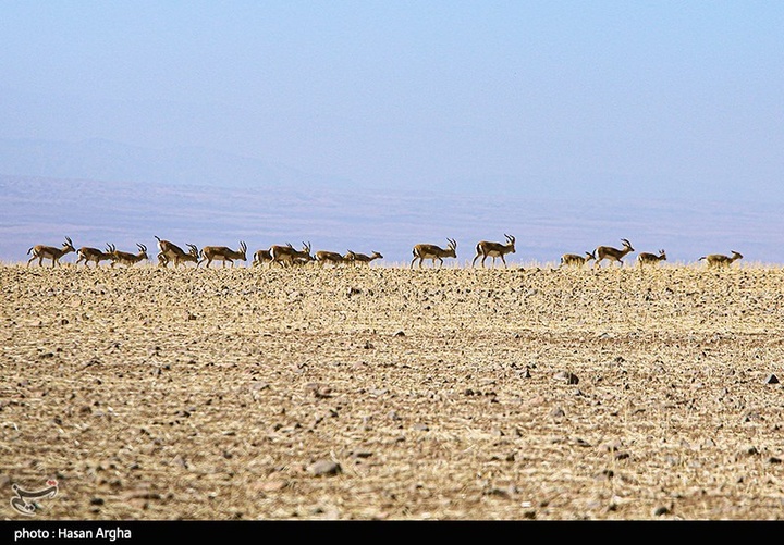 آخرین بازماندگان آهوی ایرانی در شمال غرب کشور