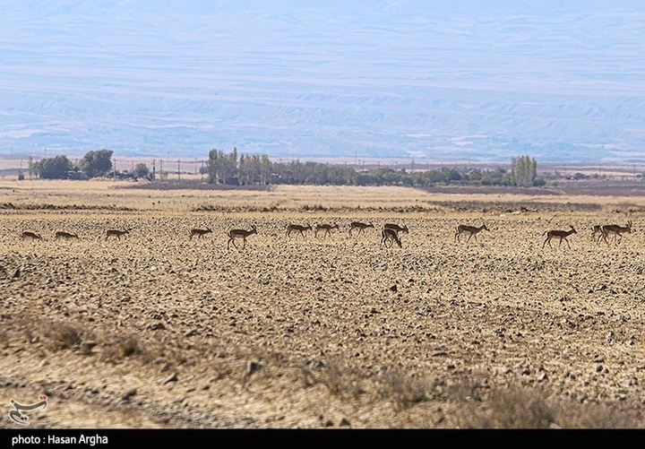 آخرین بازماندگان آهوی ایرانی در شمال غرب کشور