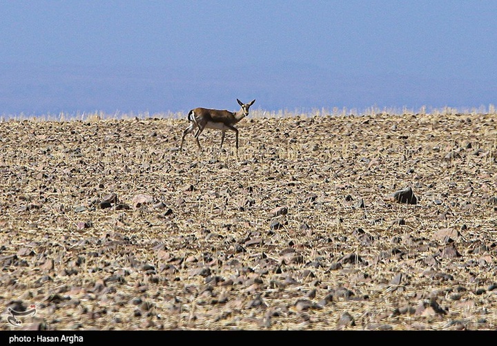 آخرین بازماندگان آهوی ایرانی در شمال غرب کشور