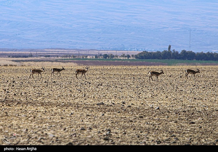 آخرین بازماندگان آهوی ایرانی در شمال غرب کشور