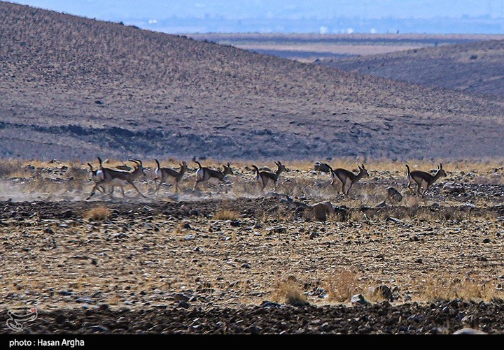 آخرین بازماندگان آهوی ایرانی در شمال غرب کشور