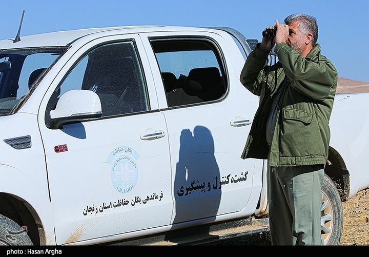 آخرین بازماندگان آهوی ایرانی در شمال غرب کشور