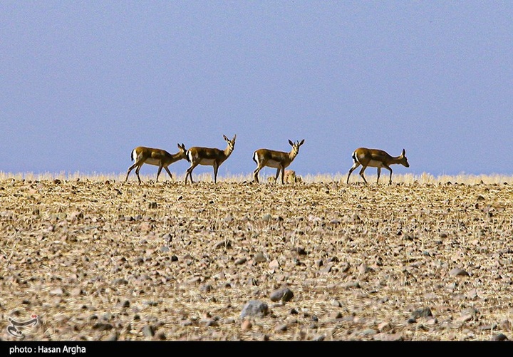 آخرین بازماندگان آهوی ایرانی در شمال غرب کشور