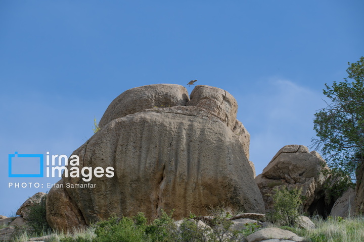 دنیای پرندگان