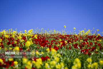 دشت زیبای کلزا در خراسان شمالی