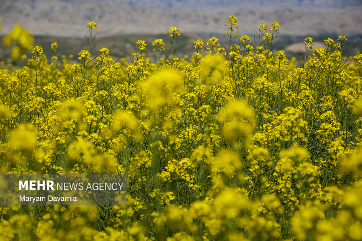 دشت زیبای کلزا در خراسان شمالی