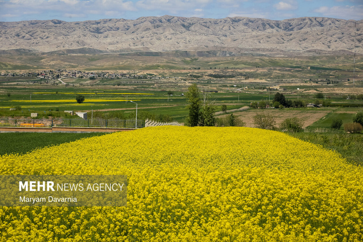 دشت زیبای کلزا در خراسان شمالی