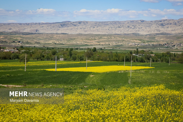 دشت زیبای کلزا در خراسان شمالی