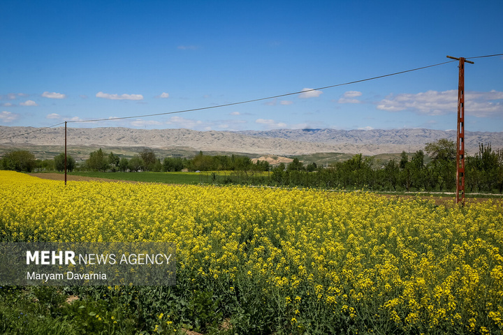 دشت زیبای کلزا در خراسان شمالی