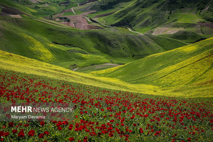 دشت زیبای کلزا در خراسان شمالی