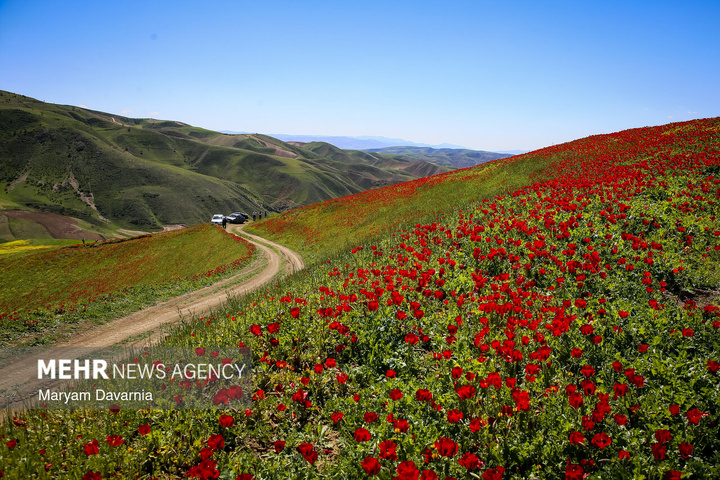 دشت زیبای کلزا در خراسان شمالی