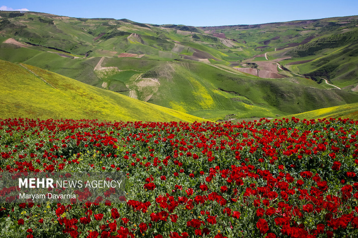 دشت زیبای کلزا در خراسان شمالی