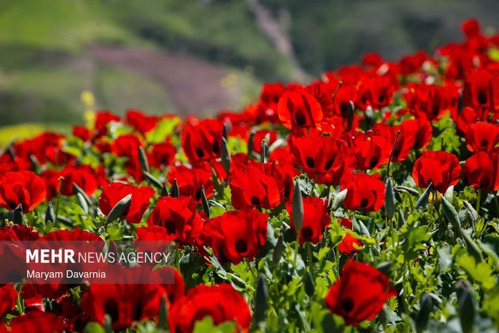 دشت زیبای کلزا در خراسان شمالی