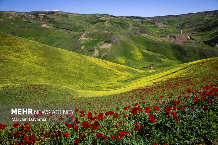 دشت زیبای کلزا در خراسان شمالی
