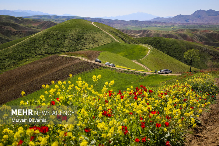 دشت زیبای کلزا در خراسان شمالی