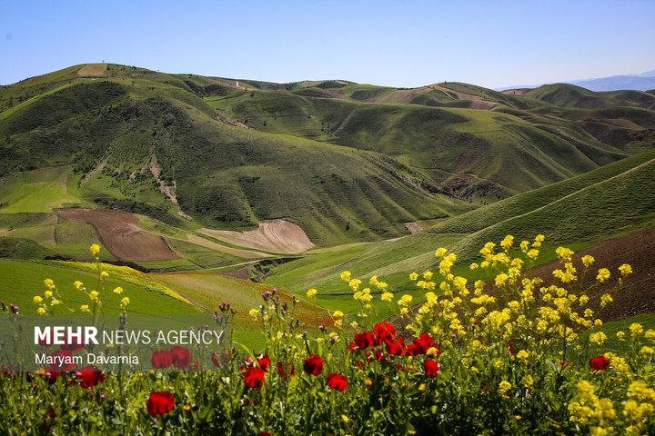 دشت زیبای کلزا در خراسان شمالی