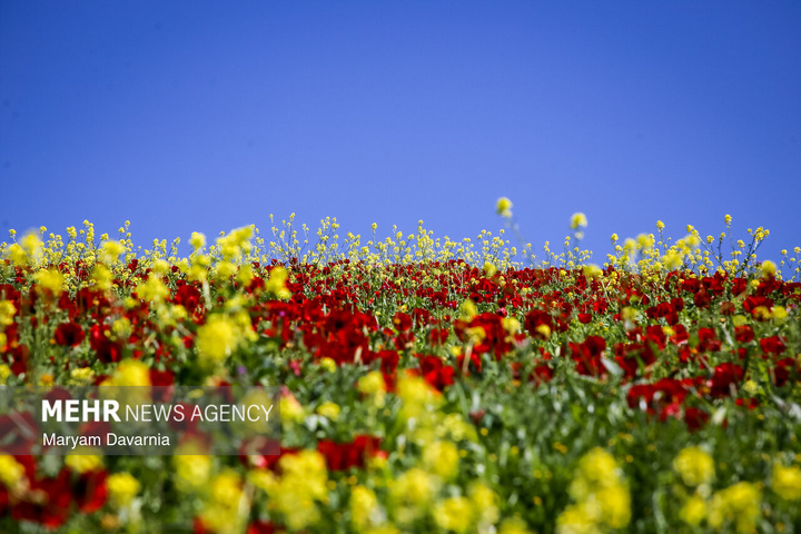 دشت زیبای کلزا در خراسان شمالی
