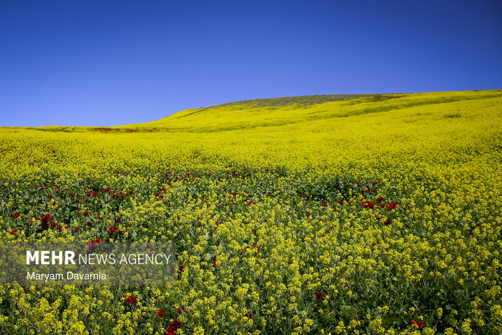 دشت زیبای کلزا در خراسان شمالی