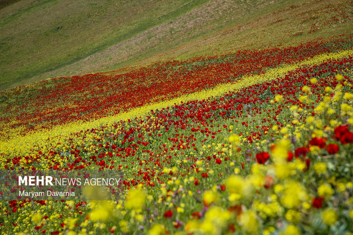 دشت زیبای کلزا در خراسان شمالی