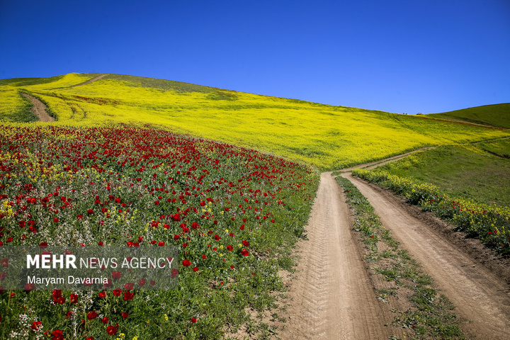 دشت زیبای کلزا در خراسان شمالی