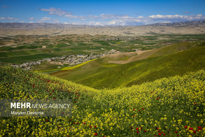 دشت زیبای کلزا در خراسان شمالی