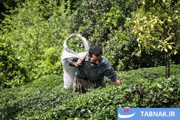 برداشت بهاره چای در شهرستان املش