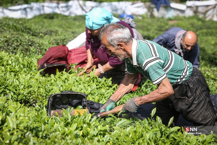 برداشت بهاره چای در شهرستان املش