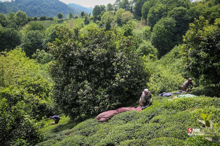 برداشت بهاره چای در شهرستان املش