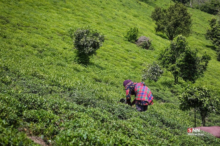 برداشت بهاره چای در شهرستان املش