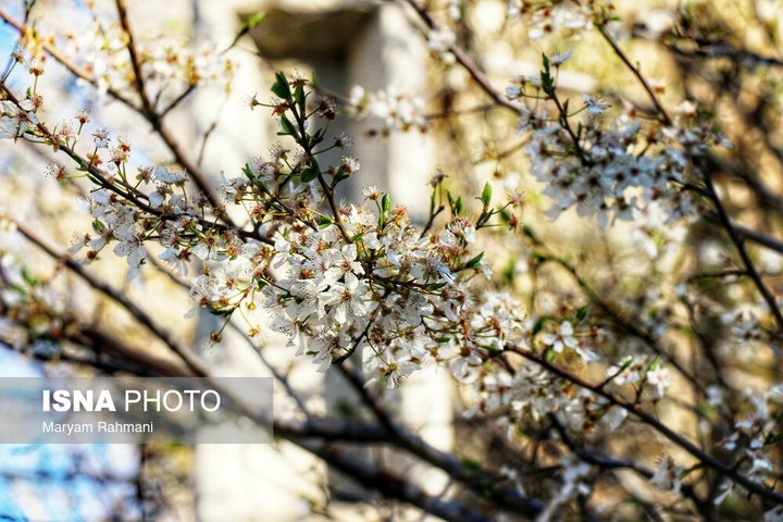 طبیعت بهاری گنج نامه همدان