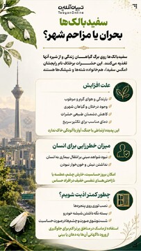 سفیدبالک‌، بحران شهر یا مزاحم؟