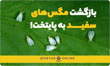 آیا مگس‌های سفید دوباره به‌ پایتخت بازمی‌گردند؟!