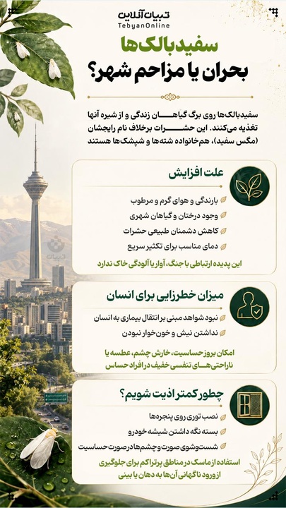 سفیدبالک‌، بحران شهر یا مزاحم؟
