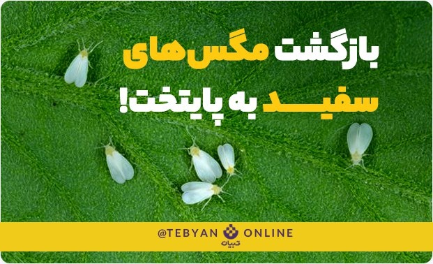 آیا مگس‌های سفید دوباره به‌ پایتخت بازمی‌گردند؟!