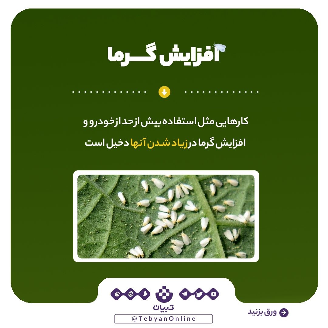 آیا مگس‌های سفید دوباره به‌ پایتخت بازمی‌گردند؟!
