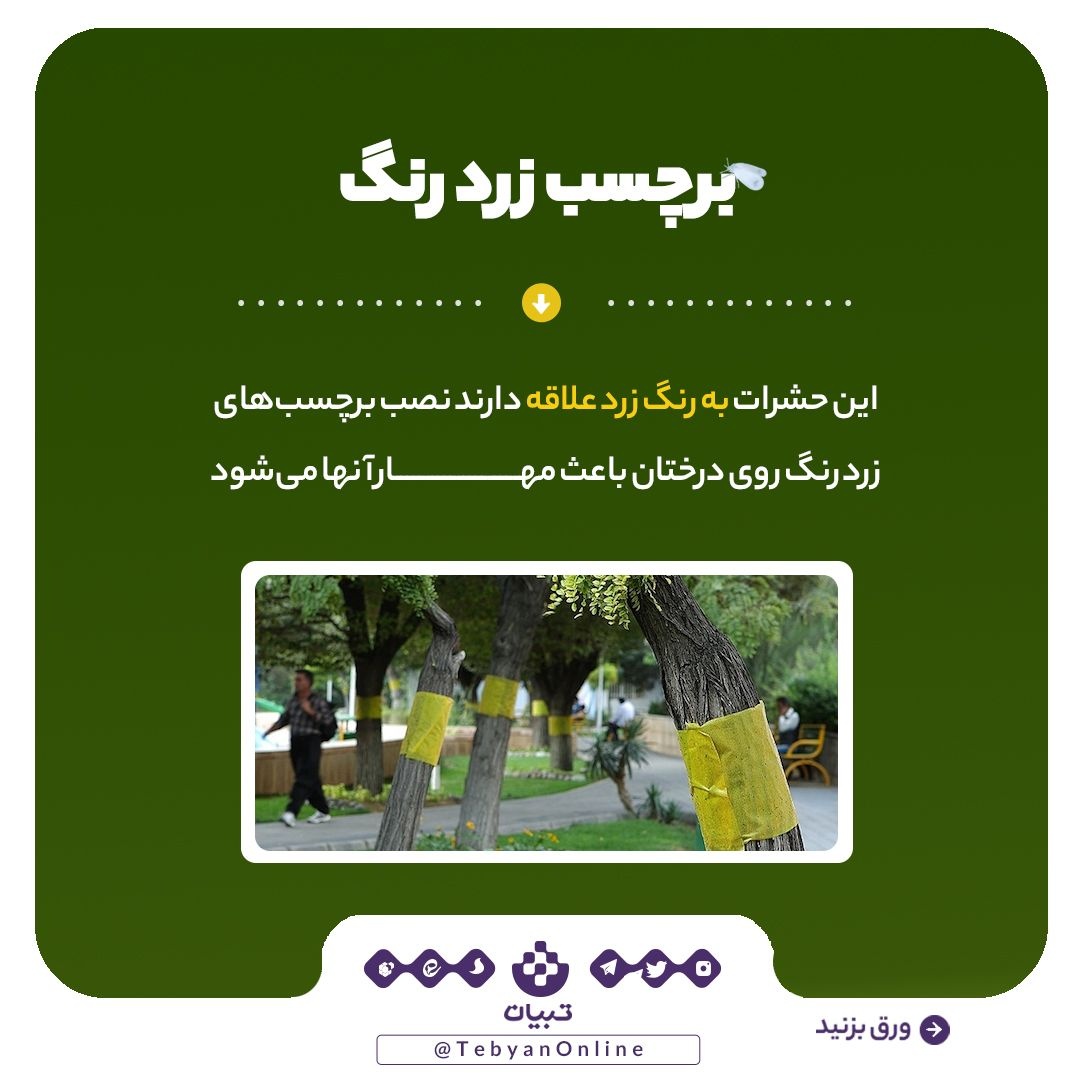 آیا مگس‌های سفید دوباره به‌ پایتخت بازمی‌گردند؟!