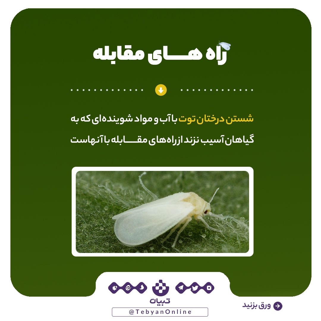 آیا مگس‌های سفید دوباره به‌ پایتخت بازمی‌گردند؟!