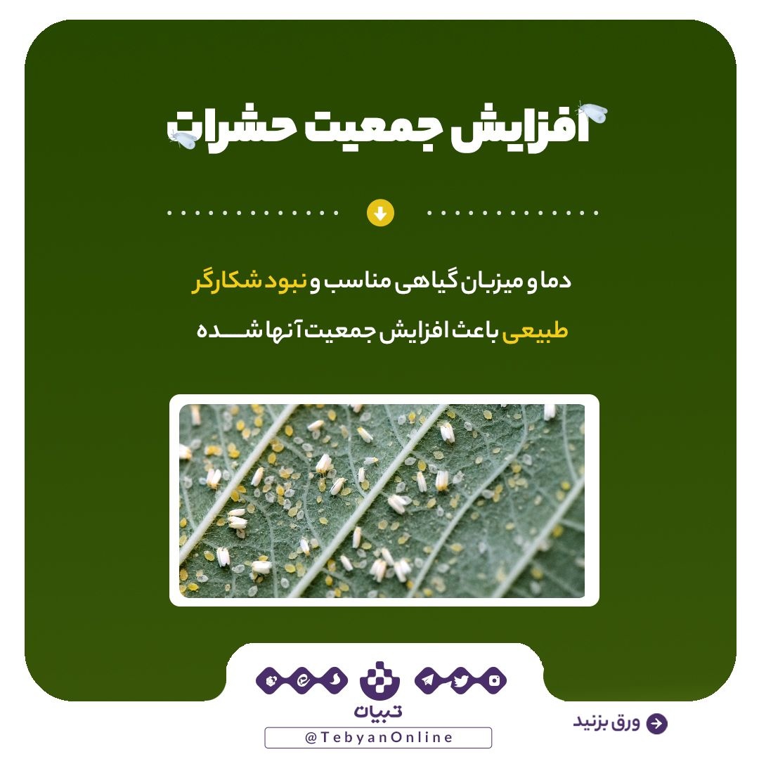 آیا مگس‌های سفید دوباره به‌ پایتخت بازمی‌گردند؟!