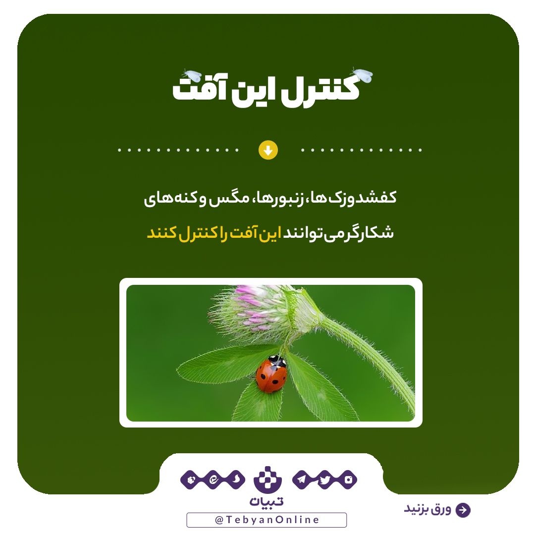آیا مگس‌های سفید دوباره به‌ پایتخت بازمی‌گردند؟!