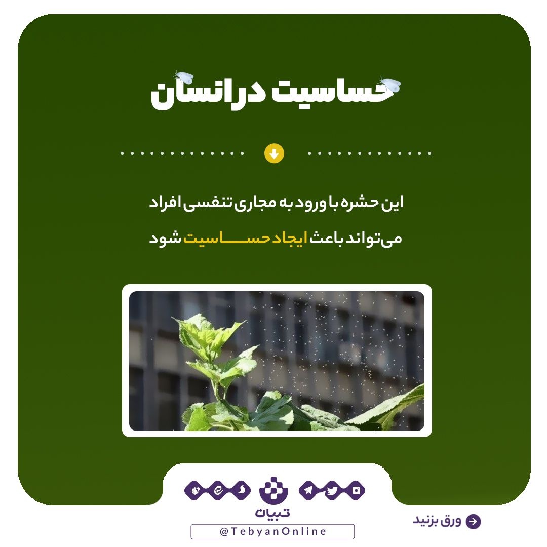 آیا مگس‌های سفید دوباره به‌ پایتخت بازمی‌گردند؟!